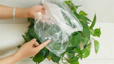 塑膠袋別丟掉，套在花盆上，把植物悶一悶，長瘋了！