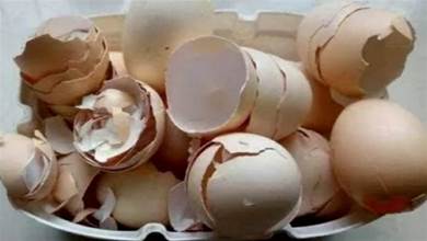 雞蛋殼才是「養花寶」，用來給花盆施肥效果好，做花肥，驅蟲害，效果太棒了