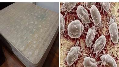 家里的床墊用久不清螨蟲多，聰明人教你一招，5分鐘輕松殺菌除螨