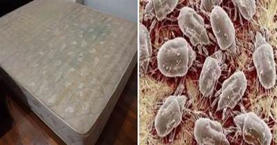 家里的床墊用久不清螨蟲多，聰明人教你一招，5分鐘輕松殺菌除螨