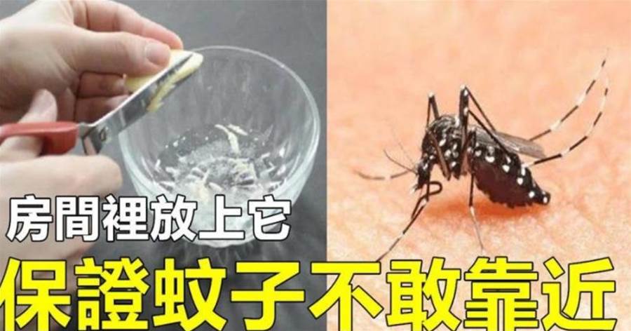 蚊子最怕它，把它放房間，蚊子來一只滅一只，家里再也沒有蚊子